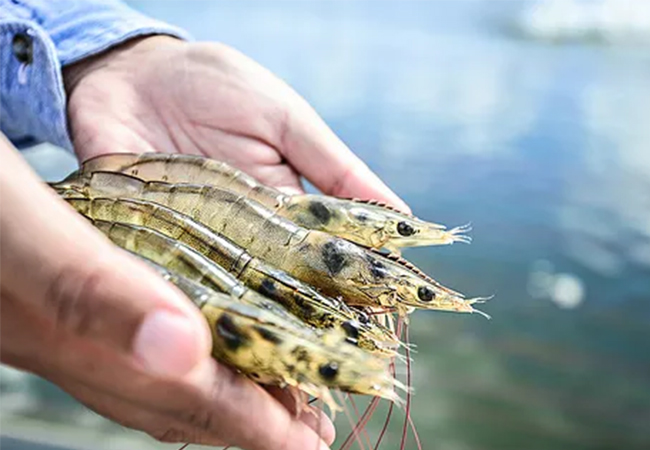 行业 | 全球对虾贸易大观(图2) 行业 | 全球对虾贸易大观(图2)