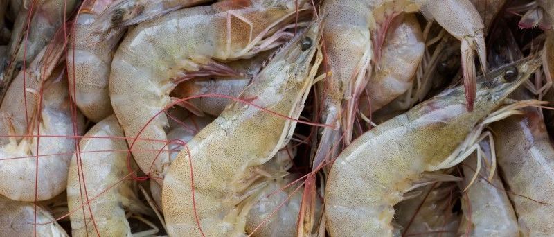 ​全球虾产业开始复苏，中国市场需求将主导市场价格！(图2)