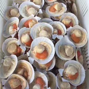 餐桌上的鲜味担当——盘点那些贝壳类产品供应商(图10) 餐桌上的鲜味担当——盘点那些贝壳类产品供应商(图10)