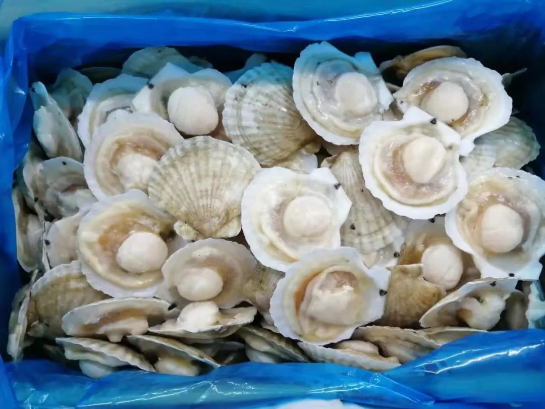 餐桌上的鲜味担当——盘点那些贝壳类产品供应商(图16) 餐桌上的鲜味担当——盘点那些贝壳类产品供应商(图16)