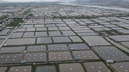 China’s Fisheries Policy Makes Belated Shift To Sustainability – Analysis(图5) China’s Fisheries Policy Makes Belated Shift To Sustainability – Analysis(图5)