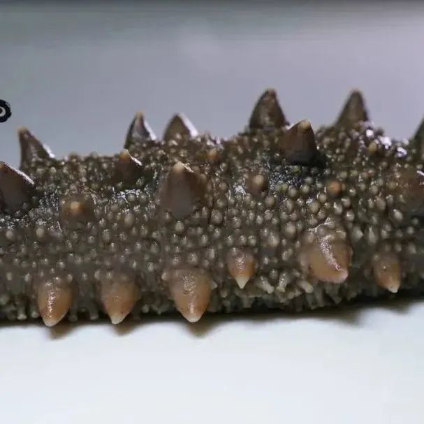 18馆联动,18万平米!上海渔博会规模升级,高端滋补馆人气火爆蓄势待发!(图27) 18馆联动,18万平米!上海渔博会规模升级,高端滋补馆人气火爆蓄势待发!(图27)