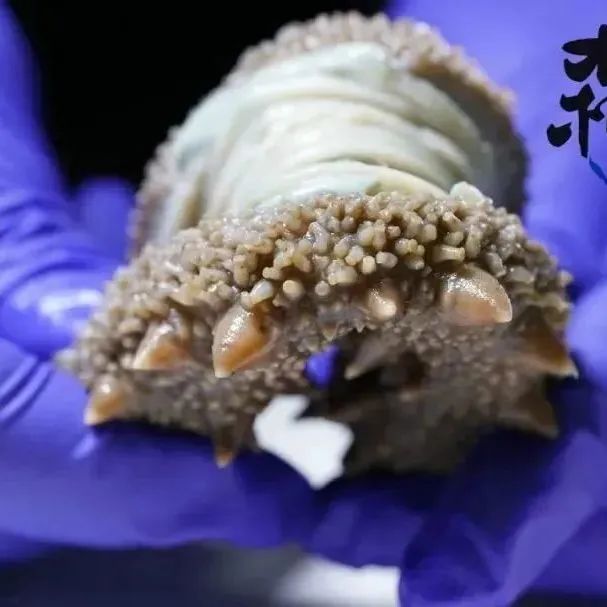 18馆联动,18万平米!上海渔博会规模升级,高端滋补馆人气火爆蓄势待发!(图29) 18馆联动,18万平米!上海渔博会规模升级,高端滋补馆人气火爆蓄势待发!(图29)