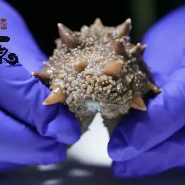 18馆联动,18万平米!上海渔博会规模升级,高端滋补馆人气火爆蓄势待发!(图30) 18馆联动,18万平米!上海渔博会规模升级,高端滋补馆人气火爆蓄势待发!(图30)