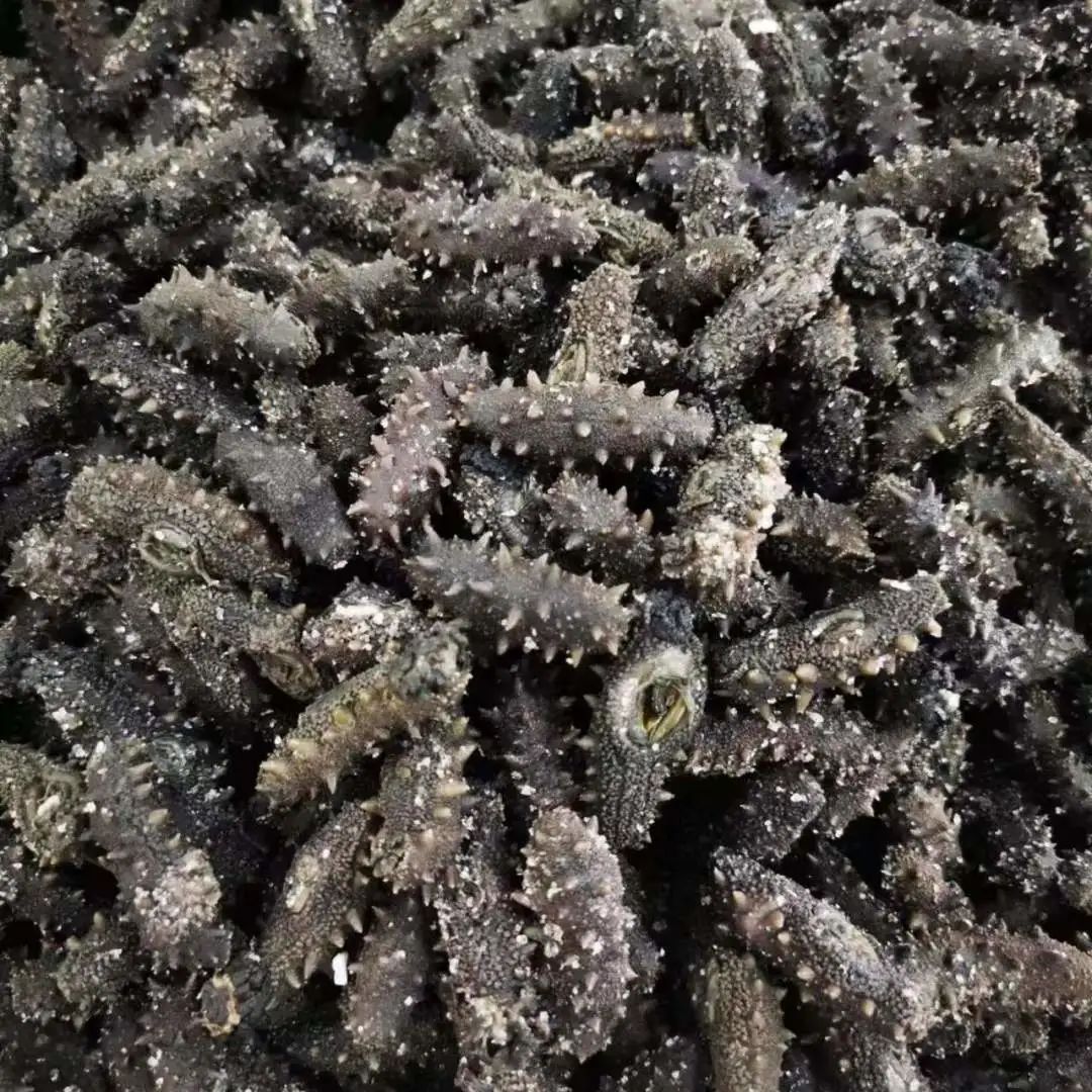 18馆联动,18万平米!上海渔博会规模升级,高端滋补馆人气火爆蓄势待发!(图83) 18馆联动,18万平米!上海渔博会规模升级,高端滋补馆人气火爆蓄势待发!(图83)