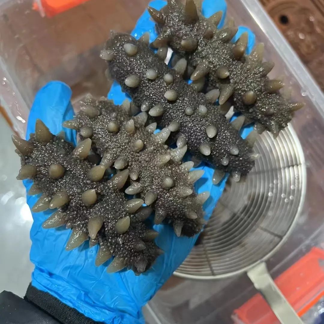 18馆联动,18万平米!上海渔博会规模升级,高端滋补馆人气火爆蓄势待发!(图85) 18馆联动,18万平米!上海渔博会规模升级,高端滋补馆人气火爆蓄势待发!(图85)