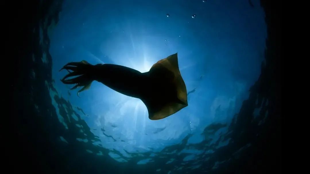 中国市场常见鱿鱼大盘点(图2) 中国市场常见鱿鱼大盘点(图2)