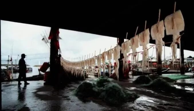 中国市场常见鱿鱼大盘点(图3) 中国市场常见鱿鱼大盘点(图3)