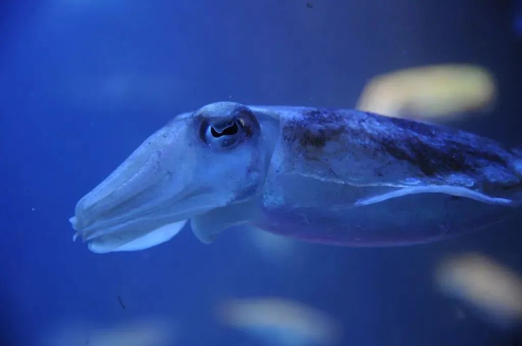 中国市场常见鱿鱼大盘点(图6) 中国市场常见鱿鱼大盘点(图6)