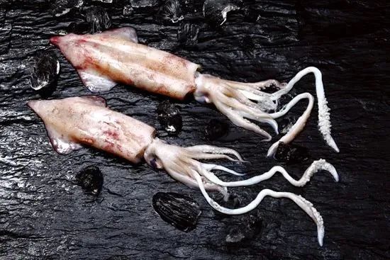 中国市场常见鱿鱼大盘点(图7) 中国市场常见鱿鱼大盘点(图7)