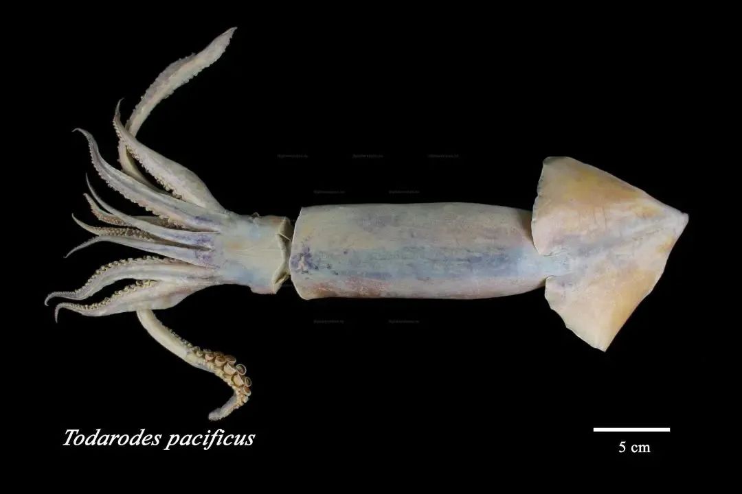 中国市场常见鱿鱼大盘点(图8) 中国市场常见鱿鱼大盘点(图8)