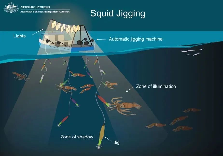 中国市场常见鱿鱼大盘点(图10) 中国市场常见鱿鱼大盘点(图10)