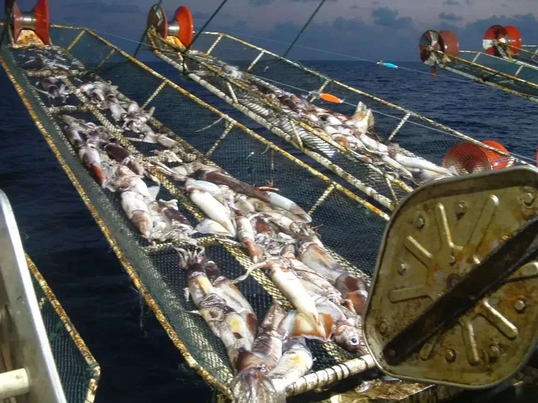 中国市场常见鱿鱼大盘点(图11) 中国市场常见鱿鱼大盘点(图11)