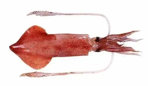 中国市场常见鱿鱼大盘点(图12) 中国市场常见鱿鱼大盘点(图12)