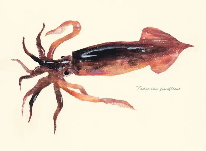 中国市场常见鱿鱼大盘点(图14) 中国市场常见鱿鱼大盘点(图14)