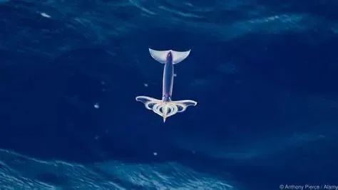 中国市场常见鱿鱼大盘点(图15) 中国市场常见鱿鱼大盘点(图15)