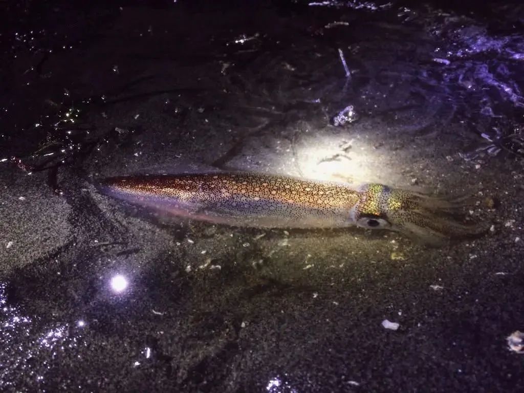 中国市场常见鱿鱼大盘点(图17) 中国市场常见鱿鱼大盘点(图17)