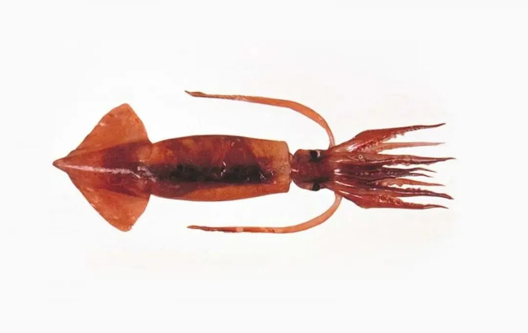 中国市场常见鱿鱼大盘点(图18) 中国市场常见鱿鱼大盘点(图18)