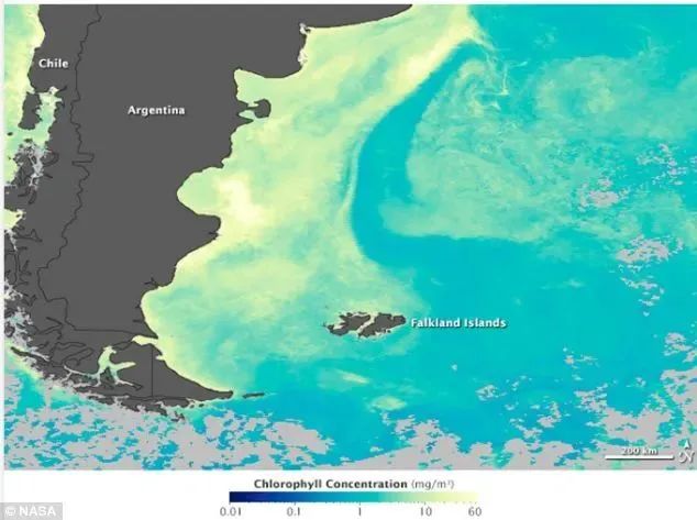 中国市场常见鱿鱼大盘点(图19) 中国市场常见鱿鱼大盘点(图19)