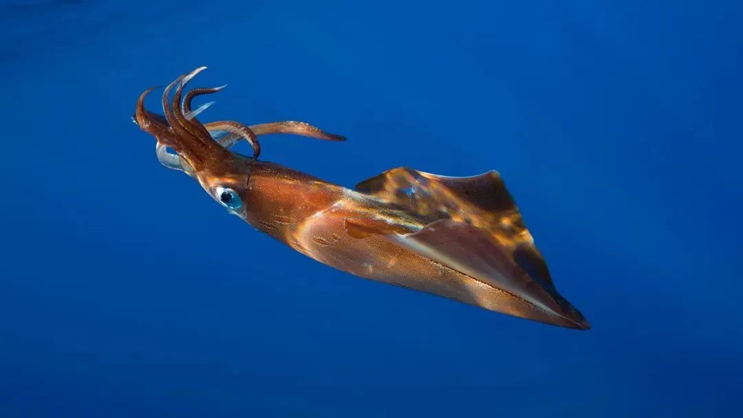 中国市场常见鱿鱼大盘点(图20) 中国市场常见鱿鱼大盘点(图20)