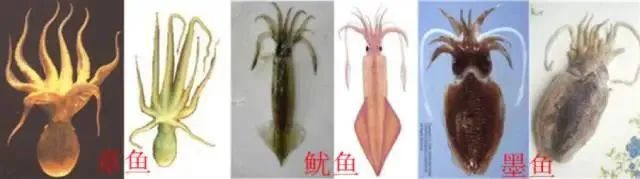 中国市场常见鱿鱼大盘点(图21) 中国市场常见鱿鱼大盘点(图21)