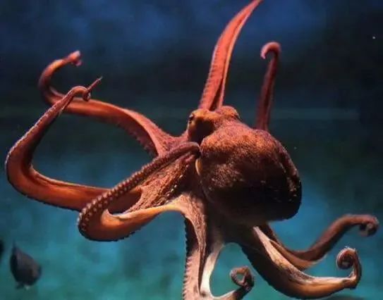 中国市场常见鱿鱼大盘点(图22) 中国市场常见鱿鱼大盘点(图22)