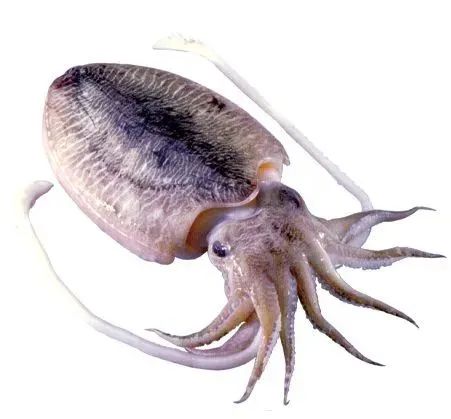 中国市场常见鱿鱼大盘点(图24) 中国市场常见鱿鱼大盘点(图24)