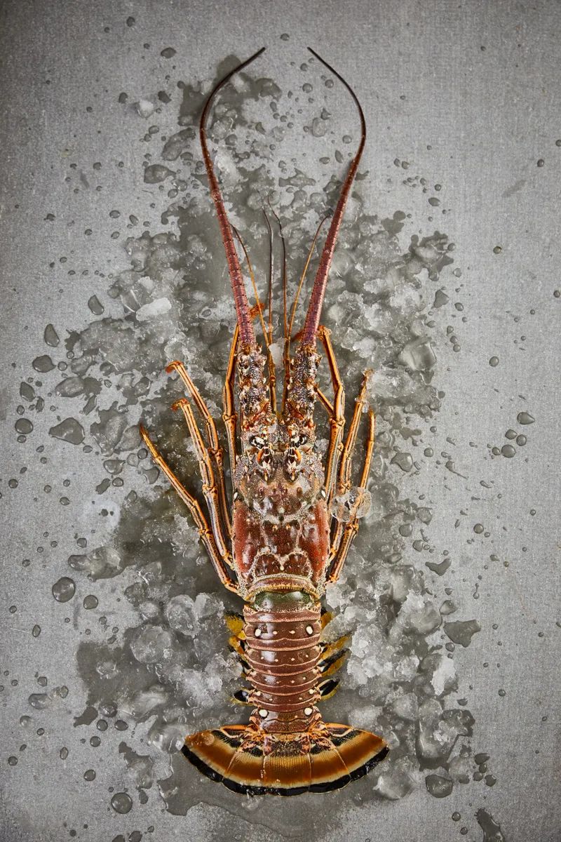 【优质展商】上海渔阳食品有限公司——进口优质冷冻龙虾(图1) 640 (12).jpg