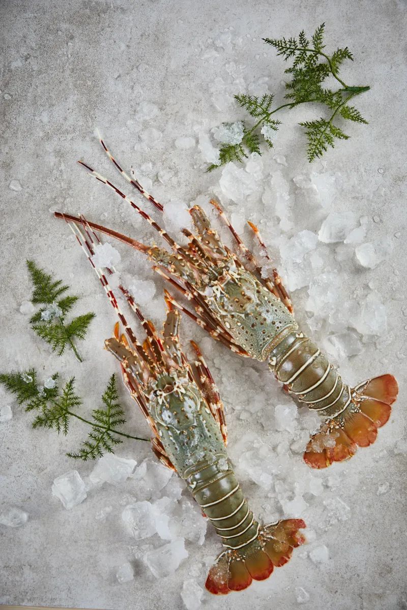 【优质展商】上海渔阳食品有限公司——进口优质冷冻龙虾(图3) 640 (10).jpg