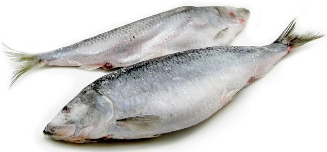 The turnover of fish products between Russia and China increased by 80% in the 1st quarter of 2023(图2) The turnover of fish products between Russia and China increased by 80% in the 1st quarter of 2023(图2)