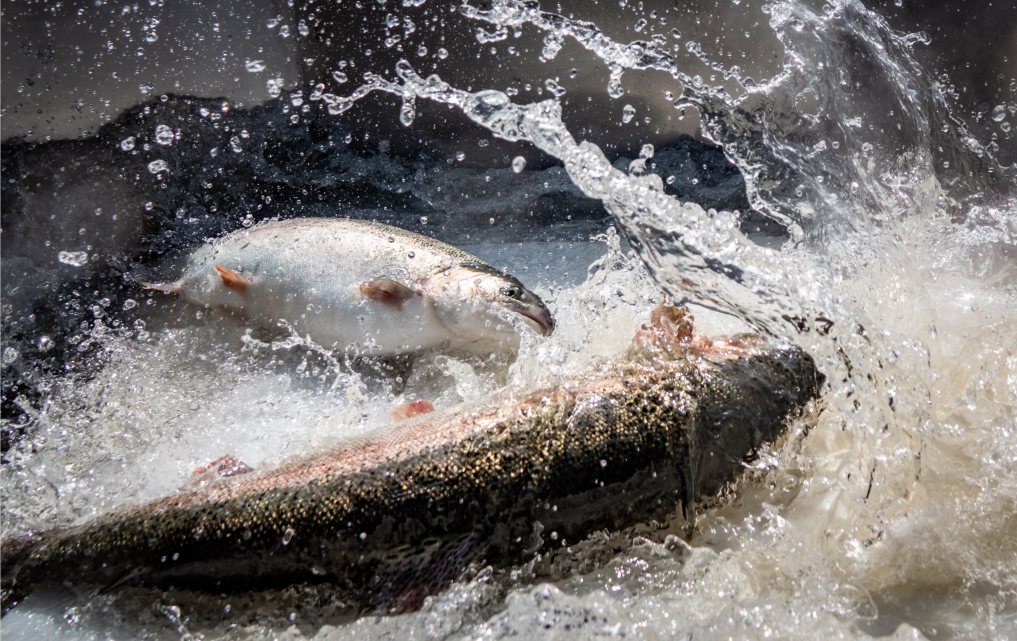 青海民泽龙羊峡生态水殖有限公司诚邀您参加第15届上海国际渔业博览会！(图3)