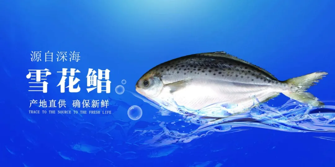 青岛佳之杰水产品有限公司——专业进出口、多元化企业(图4)