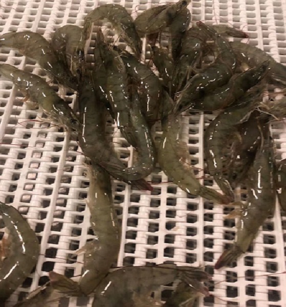 渤海水产（青岛）有限公司——提供可溯源的生鲜产品(图8)