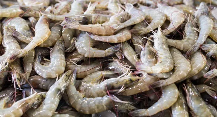行业 | 全球对虾贸易大观(图5) 行业 | 全球对虾贸易大观(图5)
