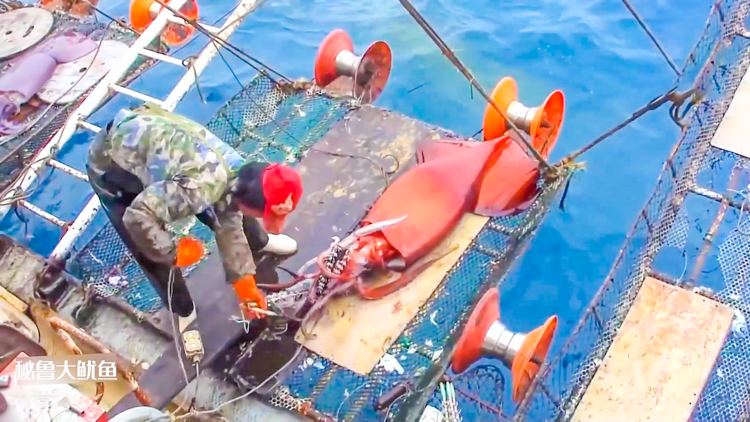 行业资讯速览 || 国内远洋自捕秘鲁鱿鱼三大件价格回升;越南巴沙鱼原料飙涨;中国海产品零售额增长10%;冷冻海鲜礼盒销售火爆!(图2) 行业资讯速览 || 国内远洋自捕秘鲁鱿鱼三大件价格回升;越南巴沙鱼原料飙涨;中国海产品零售额增长10%;冷冻海鲜礼盒销售火爆!(图2)