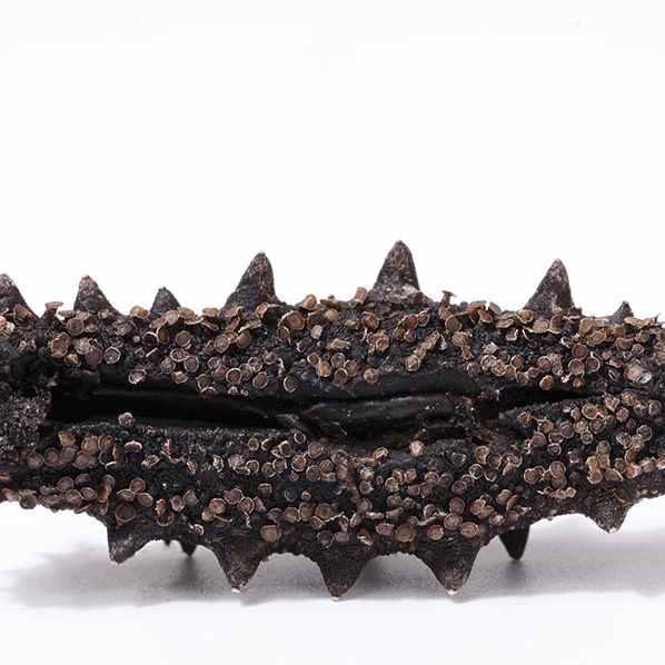 18馆联动,18万平米!上海渔博会规模升级,高端滋补馆人气火爆蓄势待发!(图103) 18馆联动,18万平米!上海渔博会规模升级,高端滋补馆人气火爆蓄势待发!(图103)