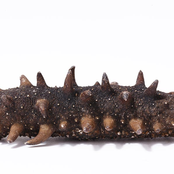 18馆联动,18万平米!上海渔博会规模升级,高端滋补馆人气火爆蓄势待发!(图104) 18馆联动,18万平米!上海渔博会规模升级,高端滋补馆人气火爆蓄势待发!(图104)