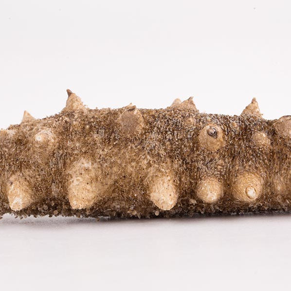 18馆联动,18万平米!上海渔博会规模升级,高端滋补馆人气火爆蓄势待发!(图102) 18馆联动,18万平米!上海渔博会规模升级,高端滋补馆人气火爆蓄势待发!(图102)