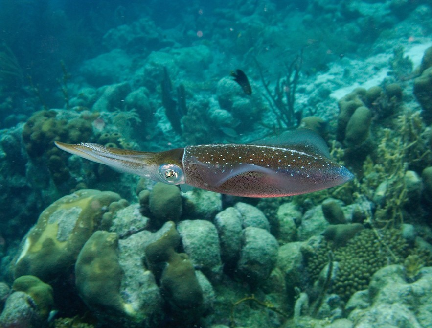 中国市场常见鱿鱼大盘点(图5) 中国市场常见鱿鱼大盘点(图5)