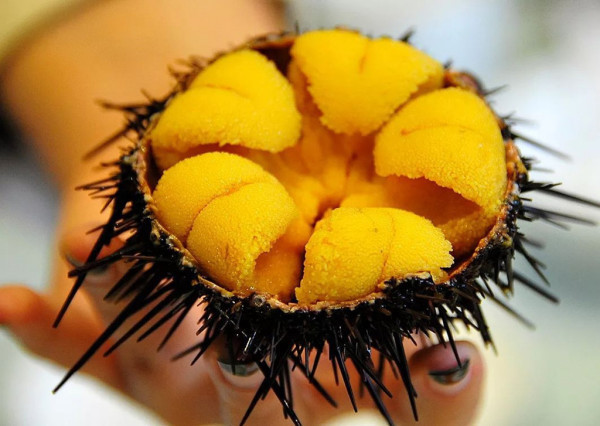 常见海鲜你知道有什么功效吗？(图4)