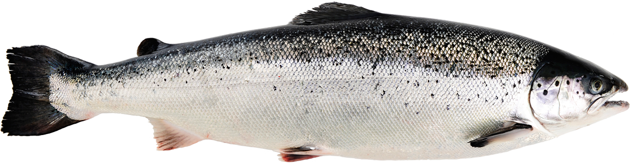 Norwegian salmon situation for the first half of the year(图1) Norwegian salmon situation for the first half of the year(图1)